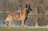 MALINOIS 1046